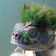 Imagen para el artículo titulado Esta rara especie de tortuga con pelo en la cabeza y que respira por el ano está en peligro de extinción